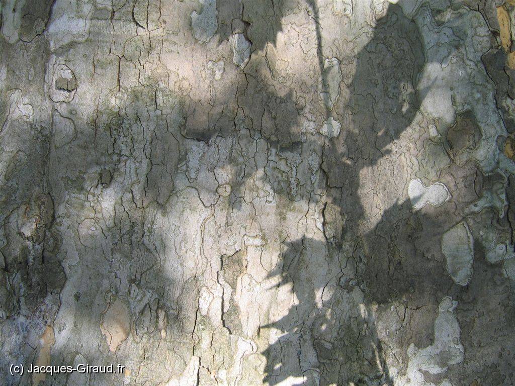 2005-10-28 13-57-09 DeYeuro 37,6mm 1_60_eme F5,6.JPG